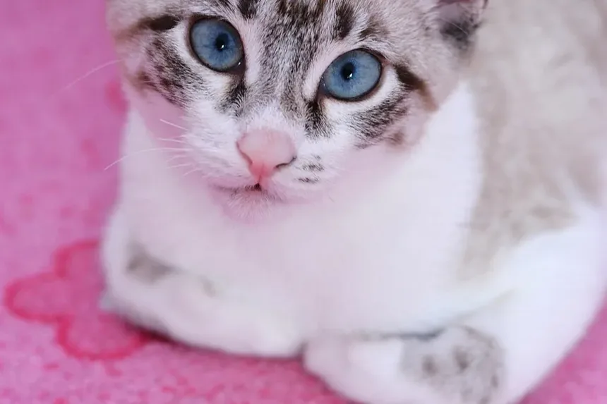 Sinais Precoces de Doença Hepática em Gatos: O Que Observar