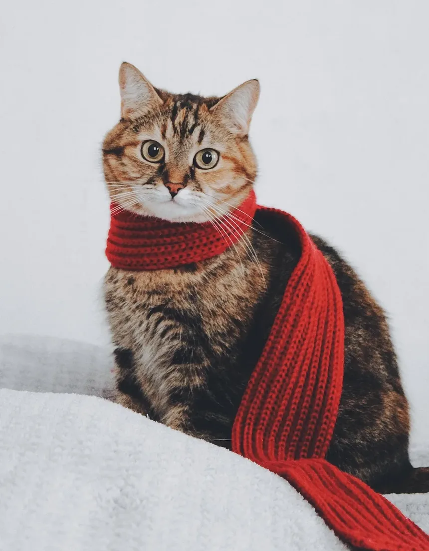Atividades de Enriquecimento para Gatos Idosos: Mantendo Seus Amigos Felinos Engajados