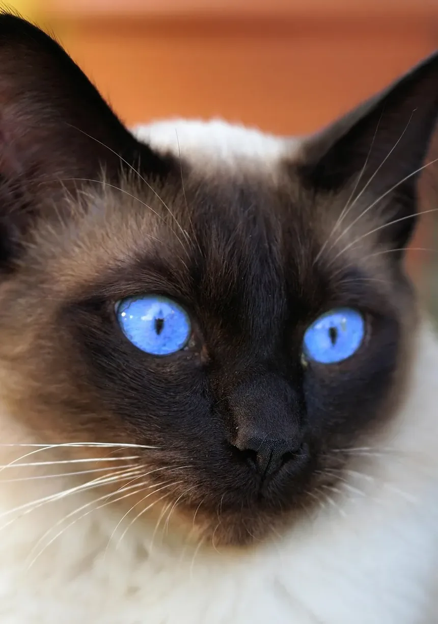 Atividades de Enriquecimento para Gatos Idosos: Mantendo Seus Amigos Felinos Engajados