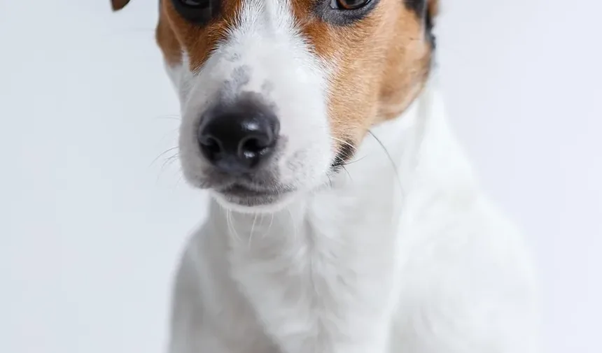 Alimentos Tóxicos para Cães e Por Quê: Um Guia Completo