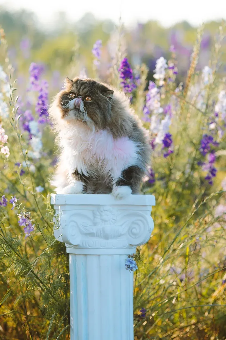 Frutas Tóxicas para Gatos: Um Guia Completo