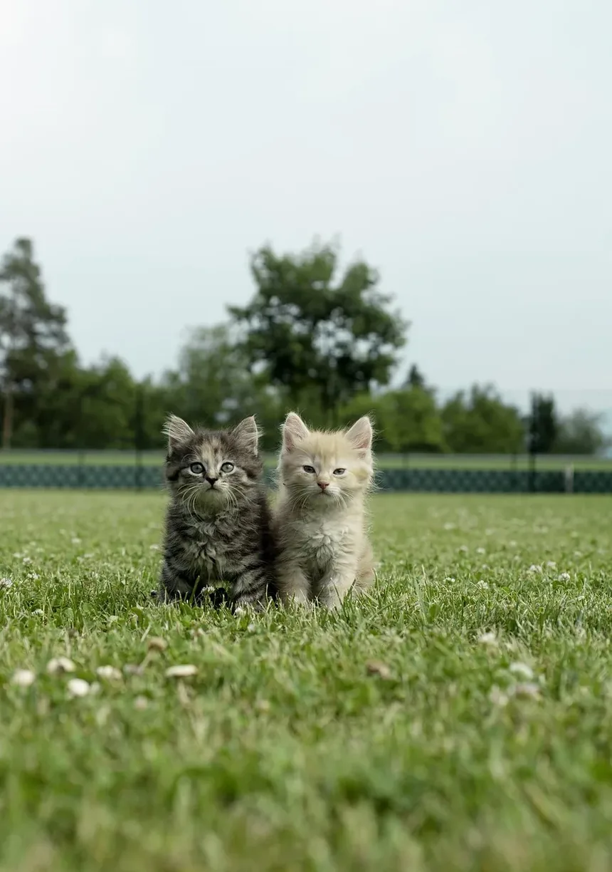 Remédios Caseiros para Abscesso em Gatos: Estratégias Eficazes para Alívio