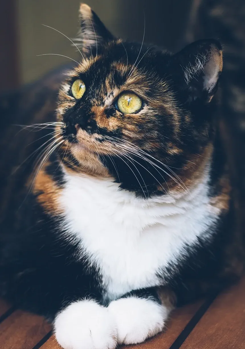 Remédios Caseiros para Tratamento de Pulgas em Gatos: Soluções Eficazes