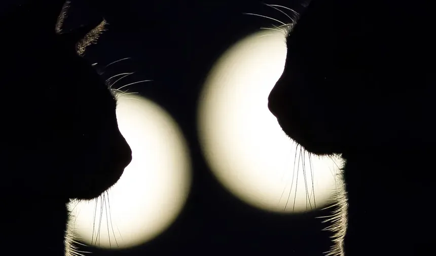 Remédios Caseiros para Tratamento de Pulgas em Gatos: Soluções Eficazes