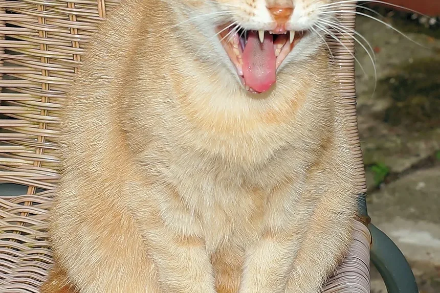 Remédios Caseiros para Tratamento de Pulgas em Gatos: Soluções Eficazes