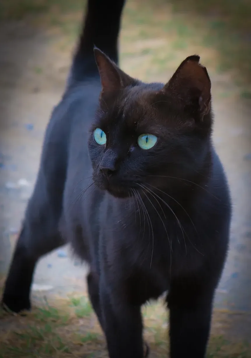 Remédios Caseiros para Infecção Nasal em Gatos: Soluções Eficazes e Cuidados