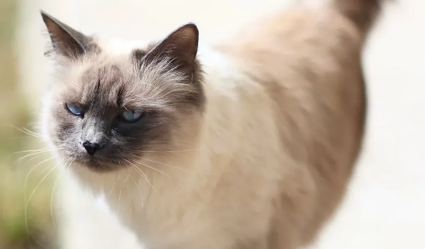 Remédios Caseiros para Infecção Nasal em Gatos: Soluções Eficazes e Cuidados
