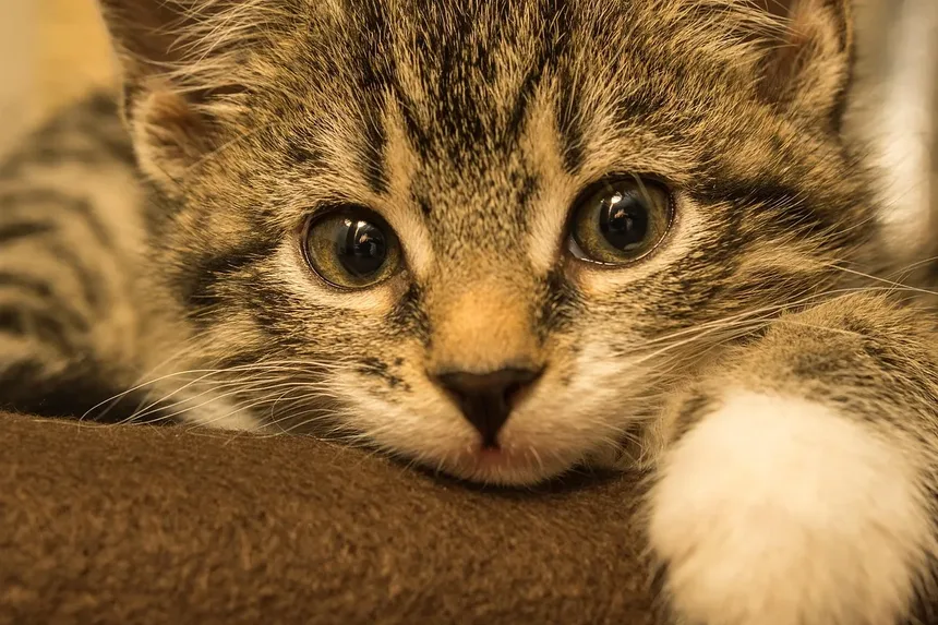 Remédios Caseiros para Infecção Nasal em Gatos: Soluções Eficazes e Cuidados