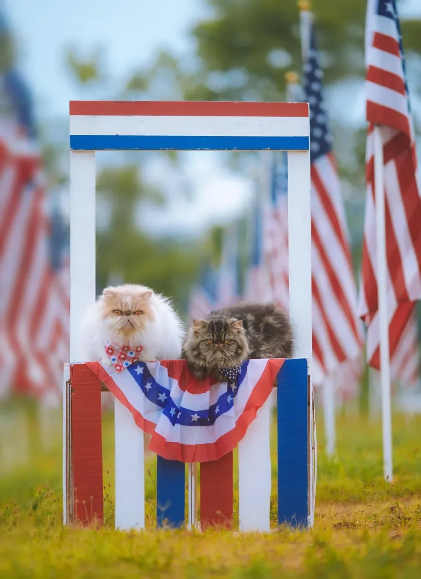Remédios Caseiros para Problemas Estomacais em Gatos: Um Guia Completo