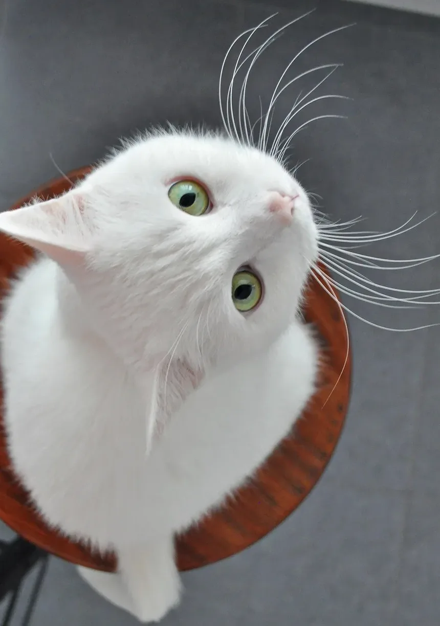 Remédios Caseiros para Infecção por Levedura em Gatos: Soluções Eficazes