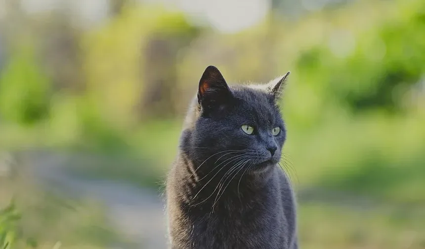 Remédios Caseiros para Infecção por Levedura em Gatos: Soluções Eficazes
