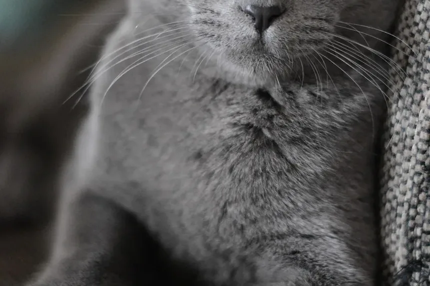 Remédios Caseiros para Infecção por Levedura em Gatos: Soluções Eficazes