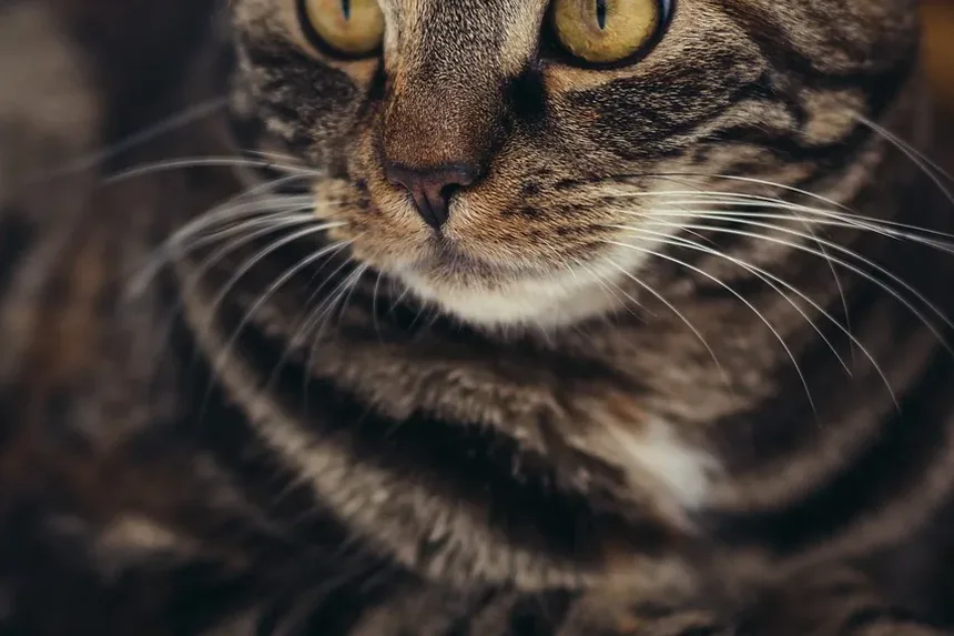 Remédios Caseiros para Gatos com Alergias Sazonais