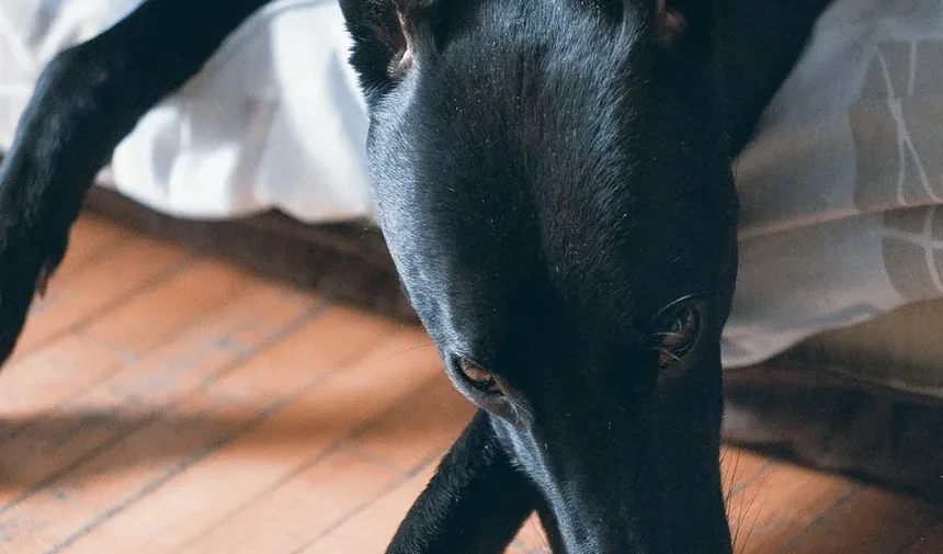 Remédios Caseiros para Cortar as Unhas do Cachorro Muito Curtas: Soluções Eficazes