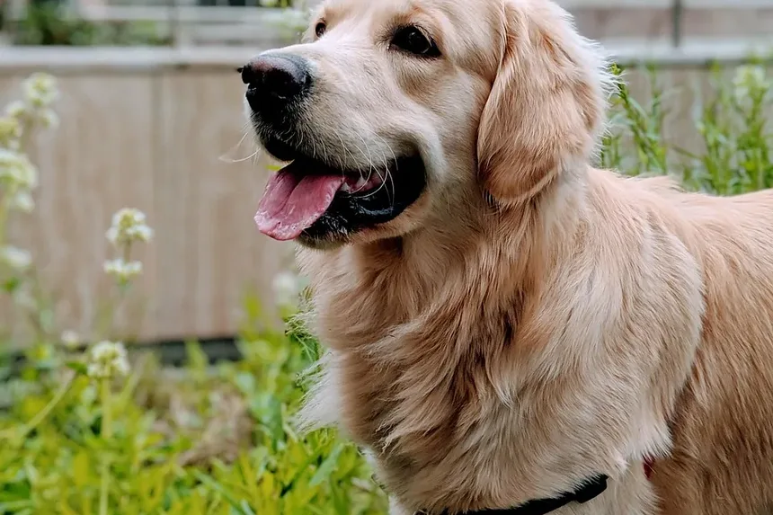 Remédios Caseiros para Coceira nas Orelhas em Cães