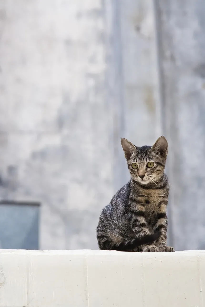 Remédios Caseiros para Infecção Respiratória em Gatinhos