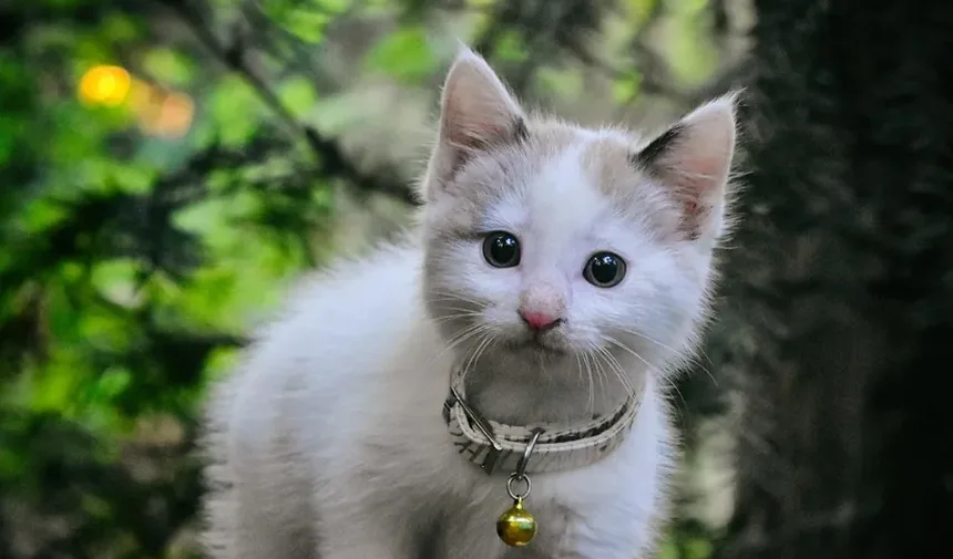 Remédios Caseiros para Infecção Respiratória em Gatinhos