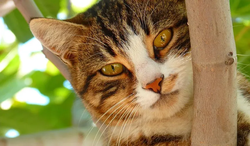 Remédios Caseiros para o Tratamento de Infecção Respiratória Superior em Gatos