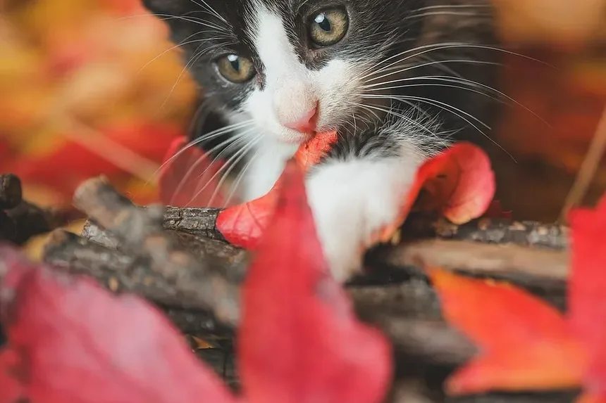 Remédios Caseiros para o Tratamento de Infecção Respiratória Superior em Gatos