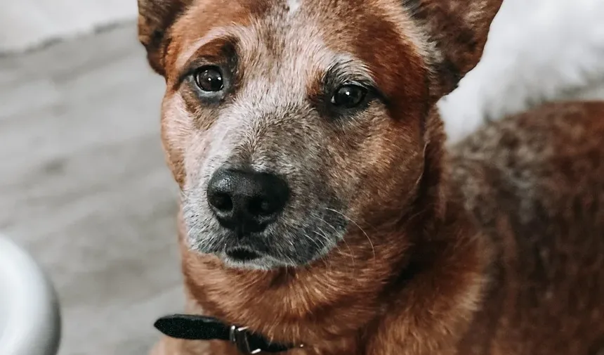 Remédios Caseiros para Coceira em Cães por Alergias: Soluções Eficazes