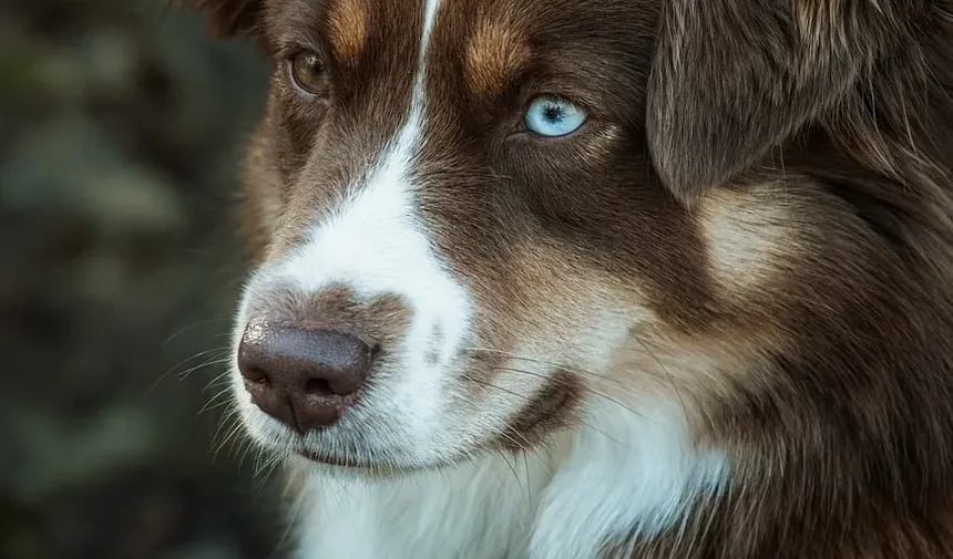 Remédio Caseiro para Canal Auditivo Coçando do Cão