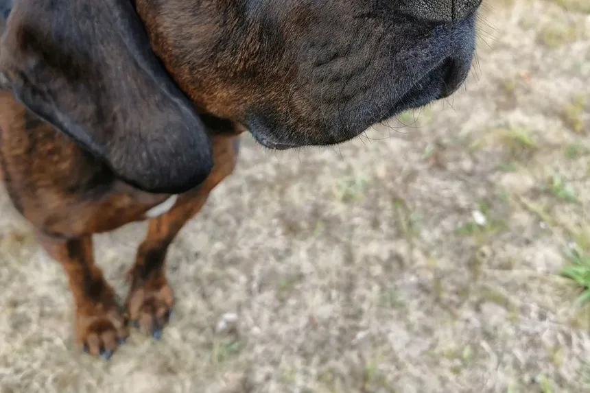 Remédio Caseiro para Canal Auditivo Coçando do Cão