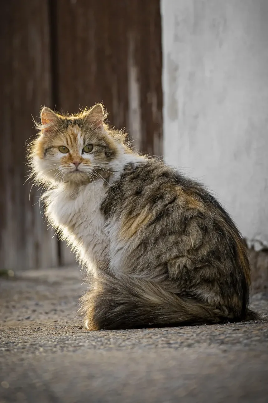 Remédios Caseiros para Infecção na Bexiga de Gatos Machos: Soluções Eficazes