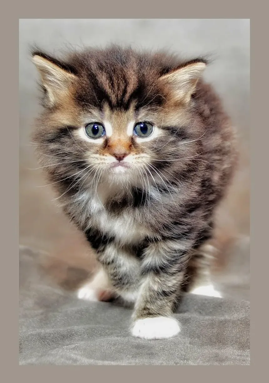 Remédios Caseiros para Infecção na Bexiga de Gatos Machos: Soluções Eficazes