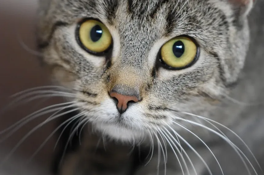 Remédios Caseiros para Infecção na Bexiga de Gatos Machos: Soluções Eficazes