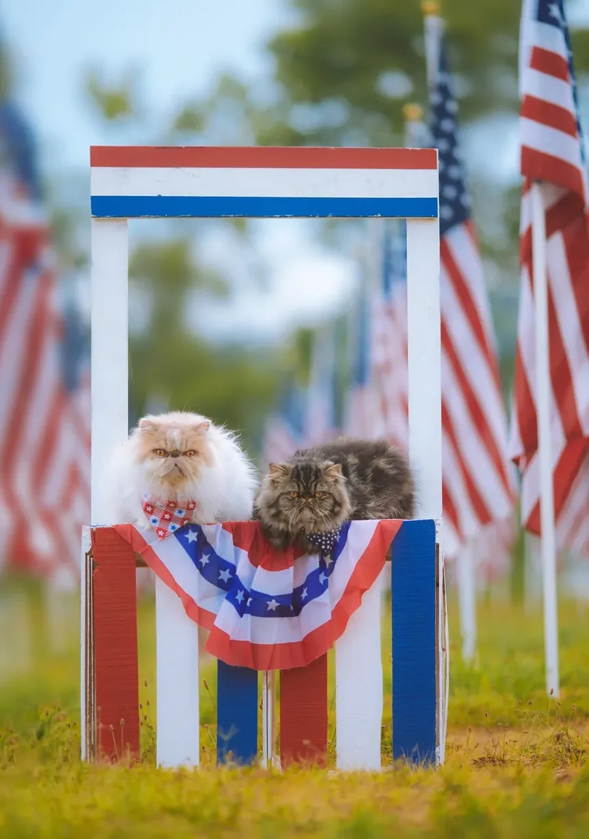 Tratamento Caseiro para Lesões em Gatos: Um Guia Completo