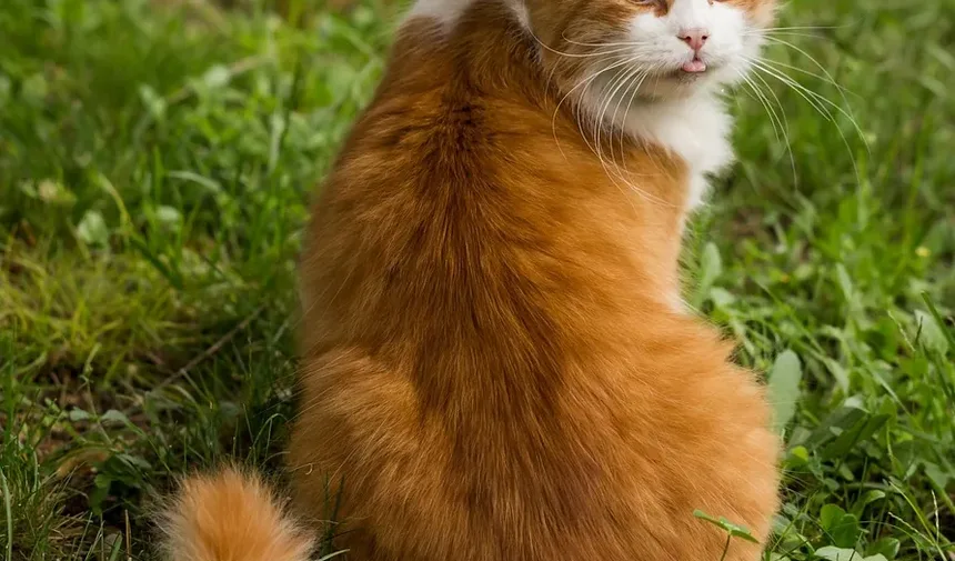 Tratamento Caseiro para Lesões em Gatos: Um Guia Completo