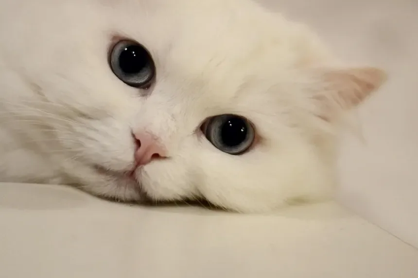 Tratamento Caseiro para Lesões em Gatos: Um Guia Completo