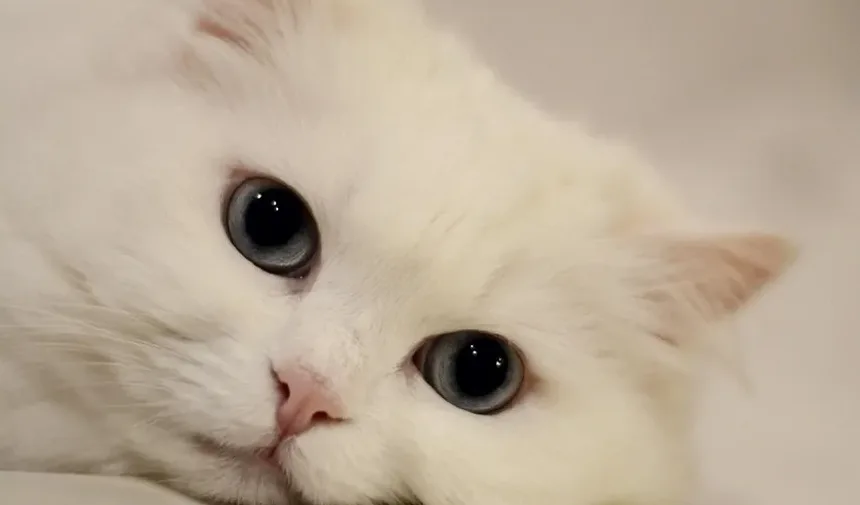 Como Posso Confortar Meu Gato com Dor?