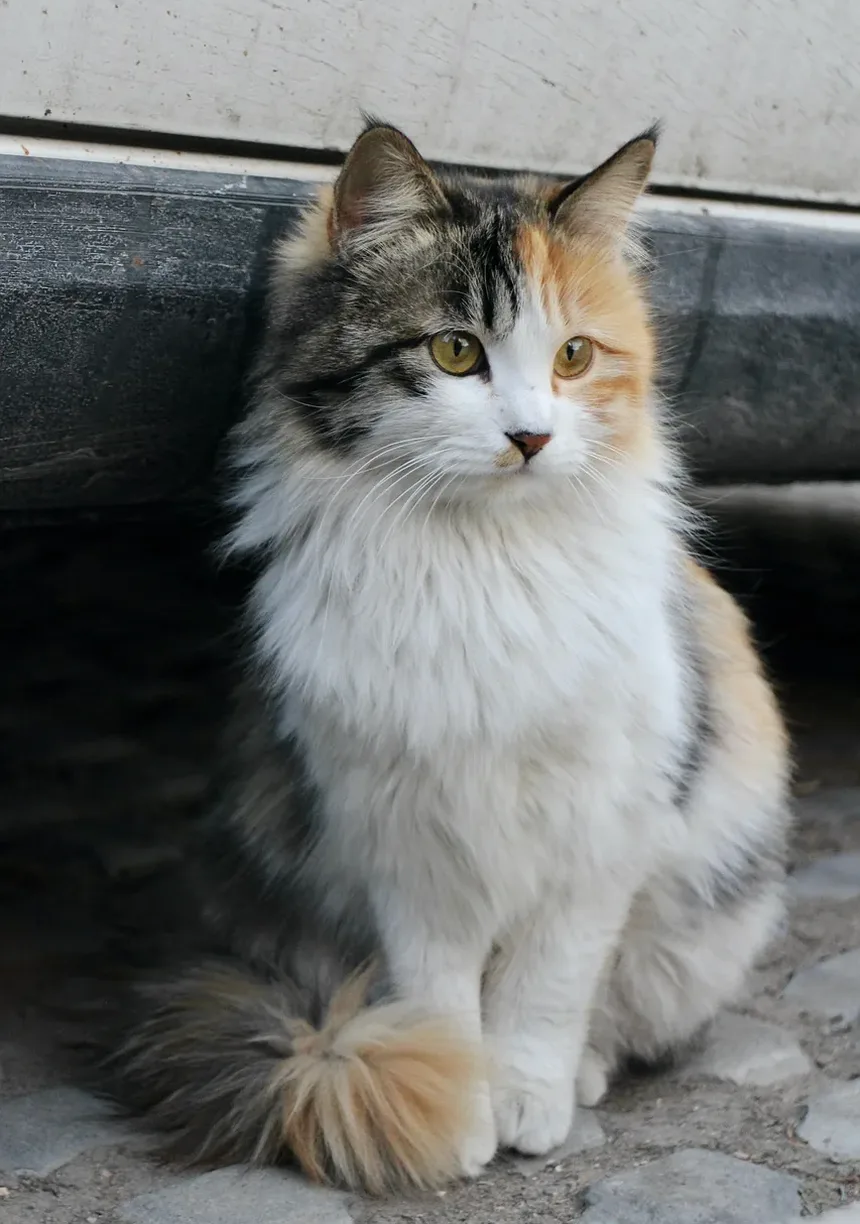 Como Saber Se Seu Gato Está Ansioso?