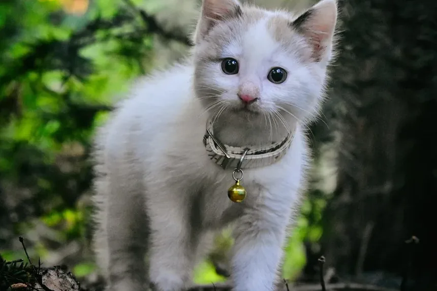 Como Saber Se Seu Gato Está Ansioso?