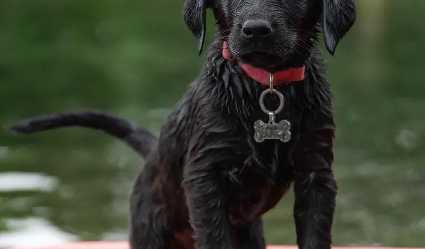 Como Funcionam os Petiscos Calmantes para Cães?