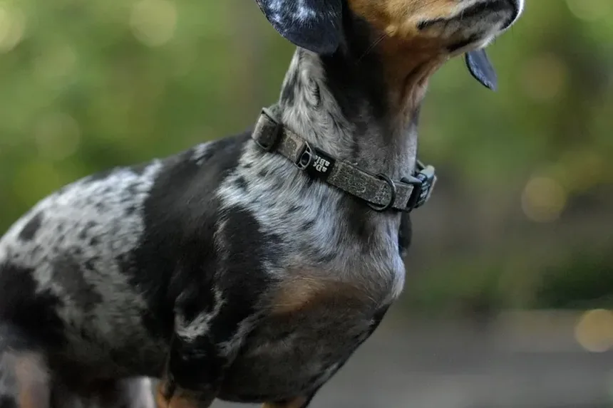 Como Funcionam os Petiscos Calmantes para Cães?