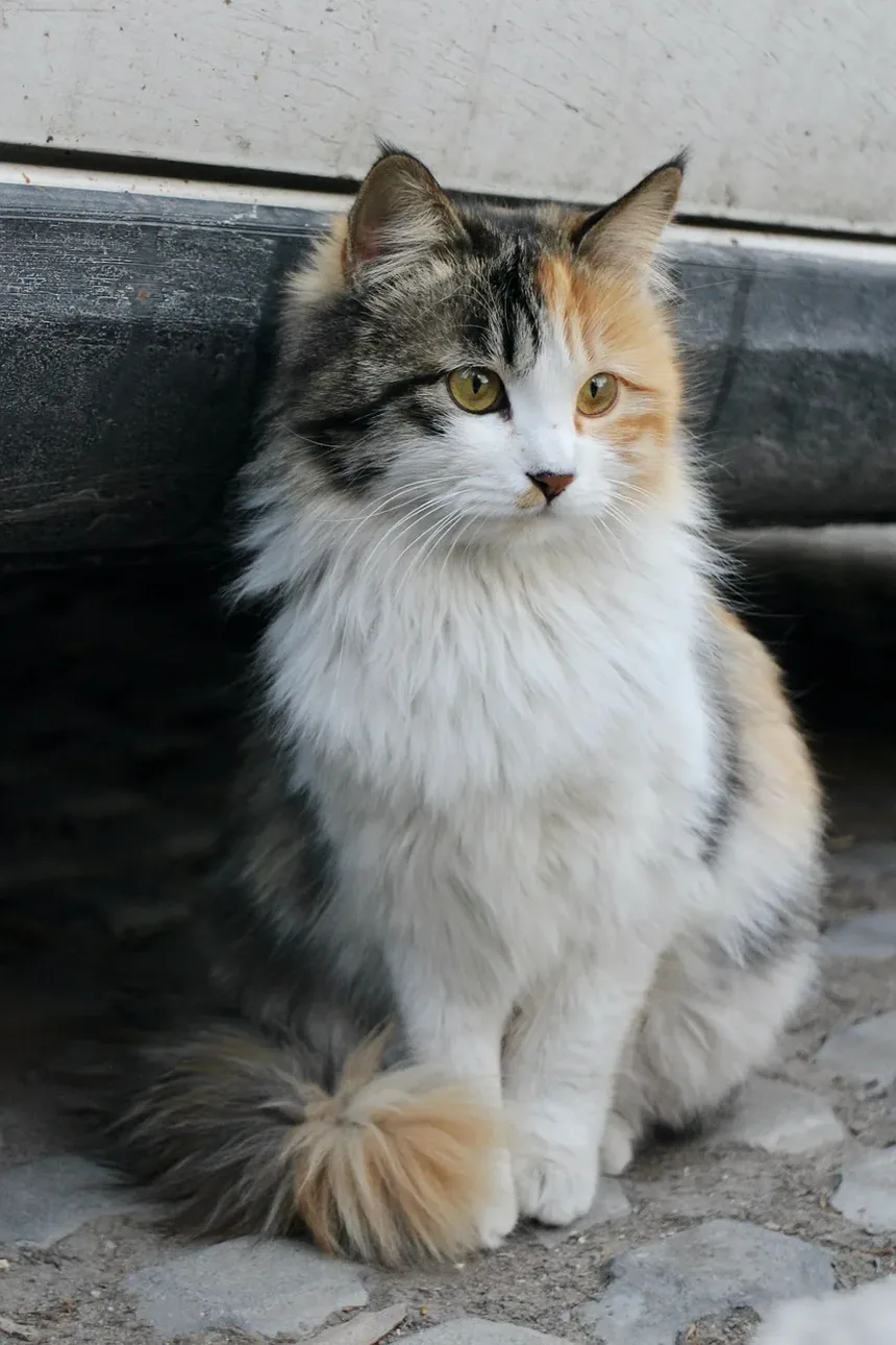 Como Saber Se Sou Alérgico(a) à Caspa de Gato?