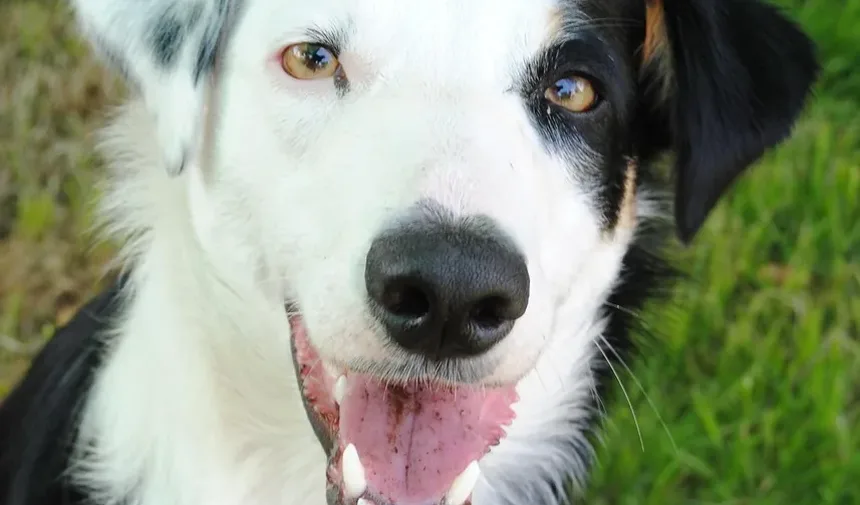 Como Saber Se Meu Cão Tem Problemas de Ansiedade?