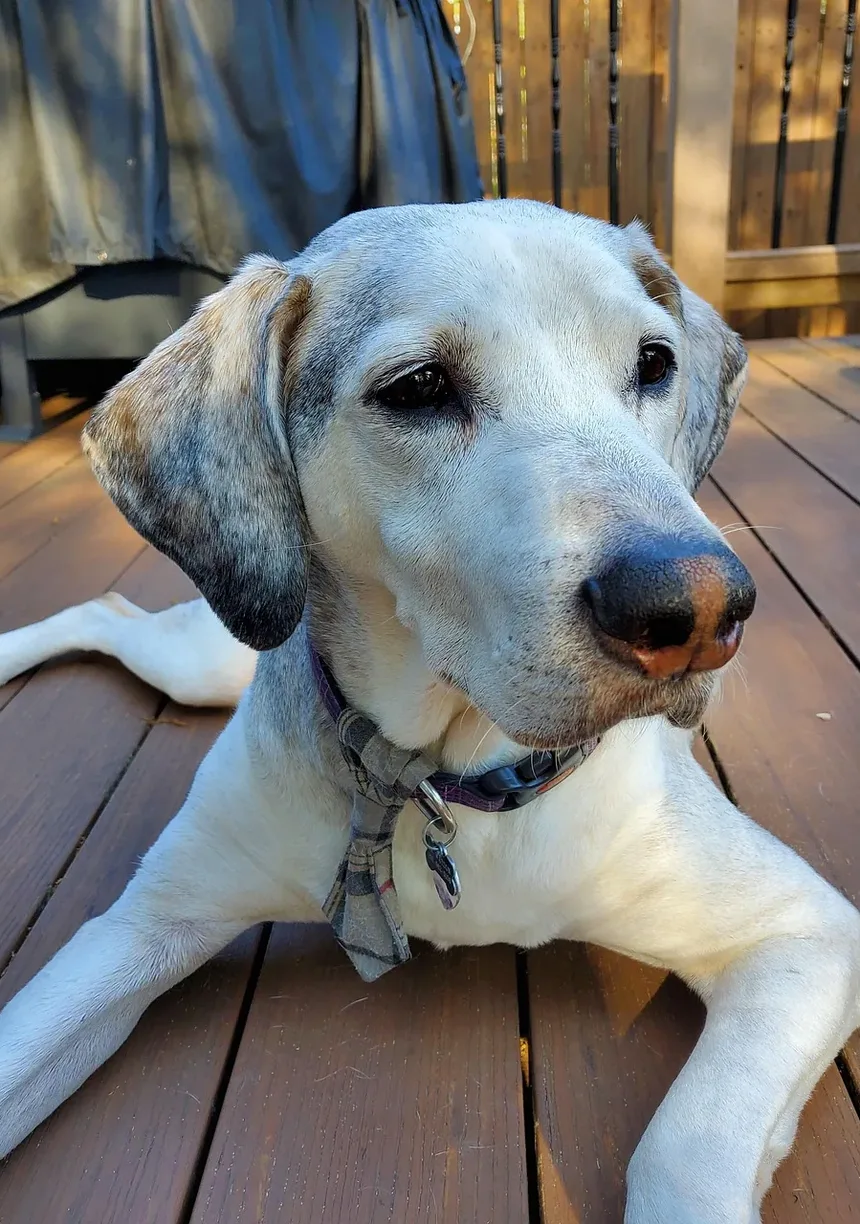 Como Parar Meu Cão de Choramingar Sem Motivo?