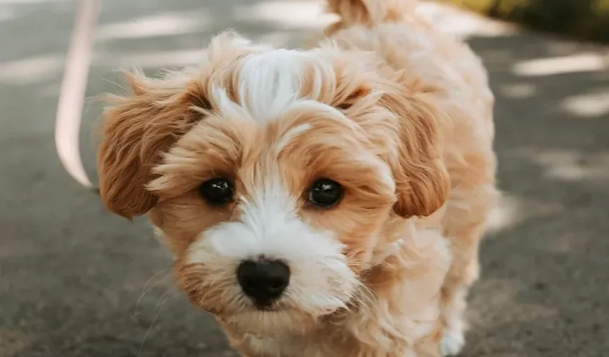 Como Parar Meu Cão de Choramingar Sem Motivo?