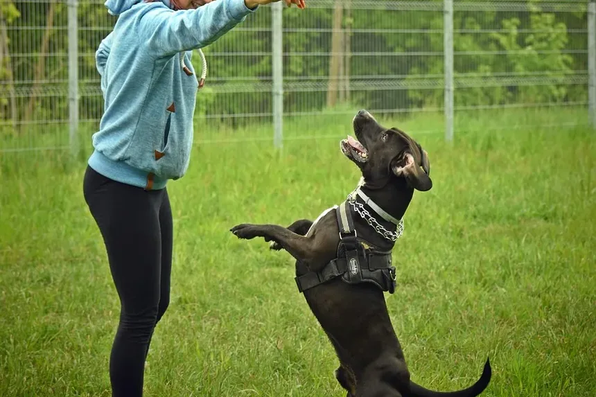 Como Evitar que Carrapatos Peguem no Meu Cachorro?
