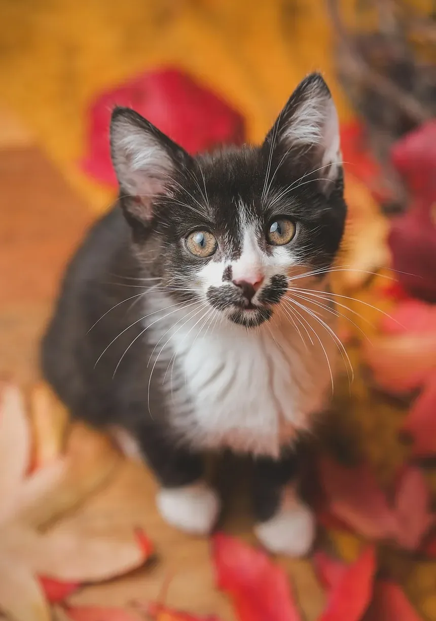 Como Saber Se Seu Gato Idoso Está com Dor?