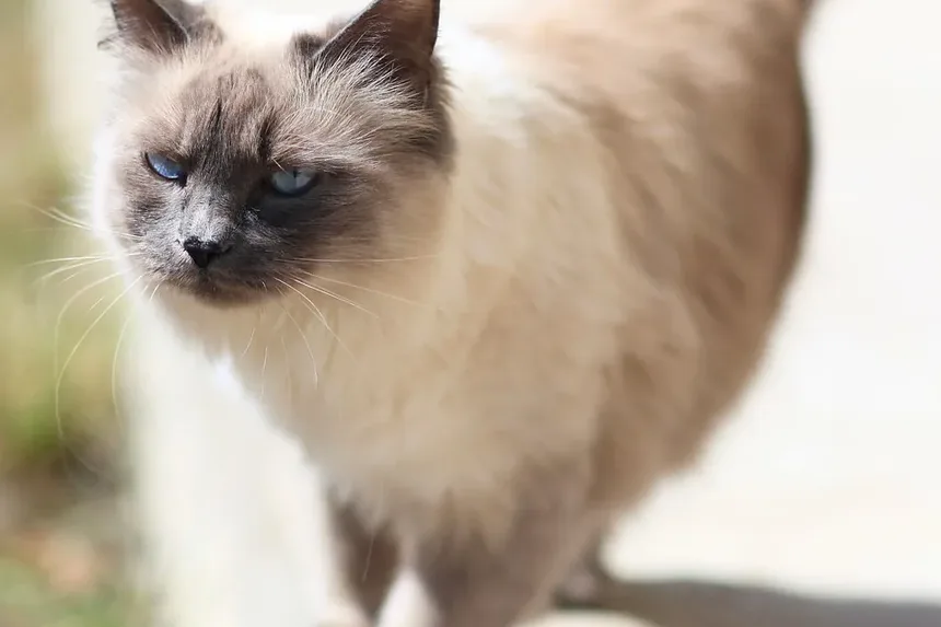 Como Saber Se Seu Gato Idoso Está com Dor?