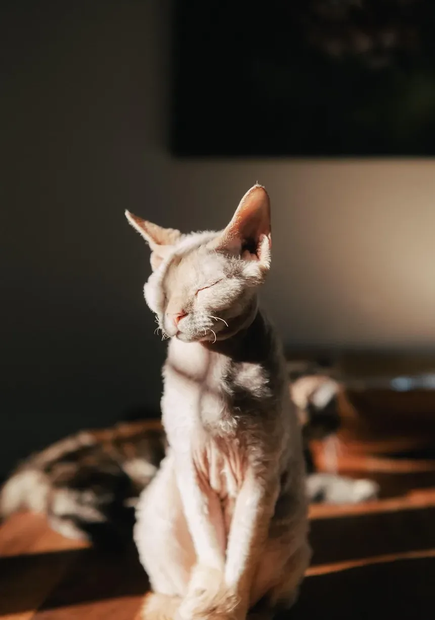 Como Tratar um Gato Que Foi Envenenado: Um Guia Completo