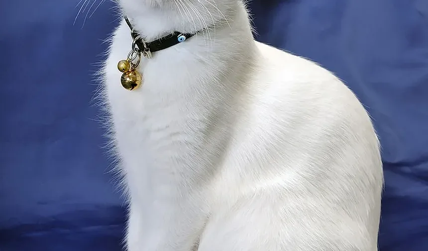 Como Tratar um Gato Que Foi Envenenado: Um Guia Completo