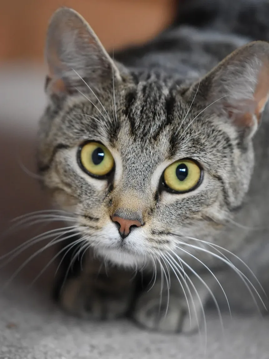 Como Tratar uma Infecção Respiratória em Gatos