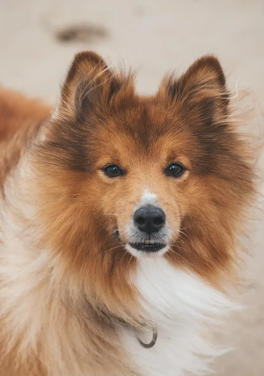 Como Tratar um Olho Inchado em Cães: Um Guia Completo