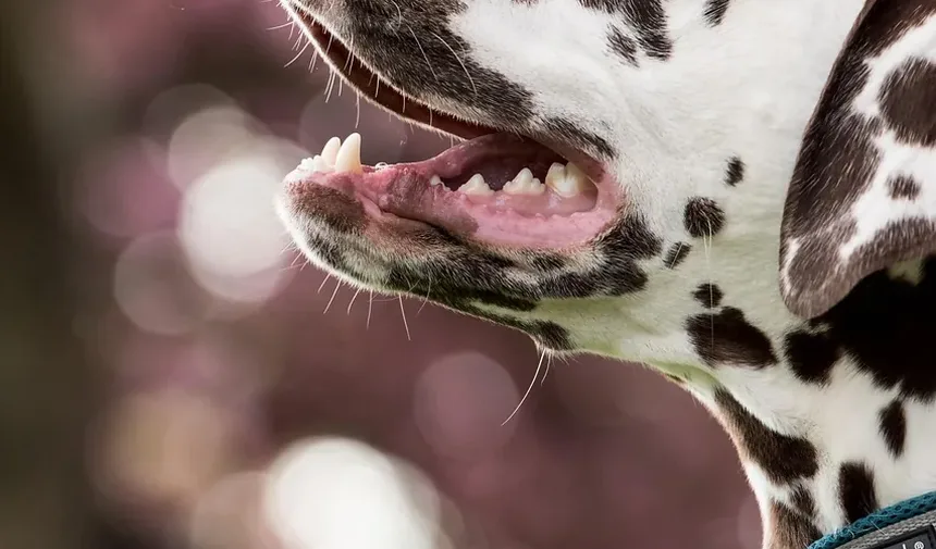 Como Tratar um Olho Inchado em Cães: Um Guia Completo