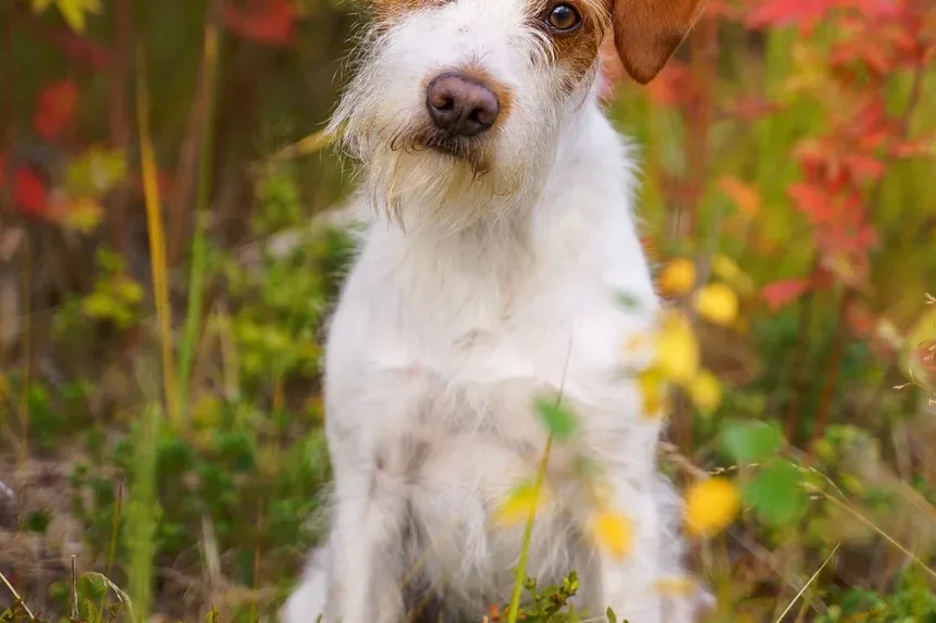 Como o Câncer Afeta os Cães?